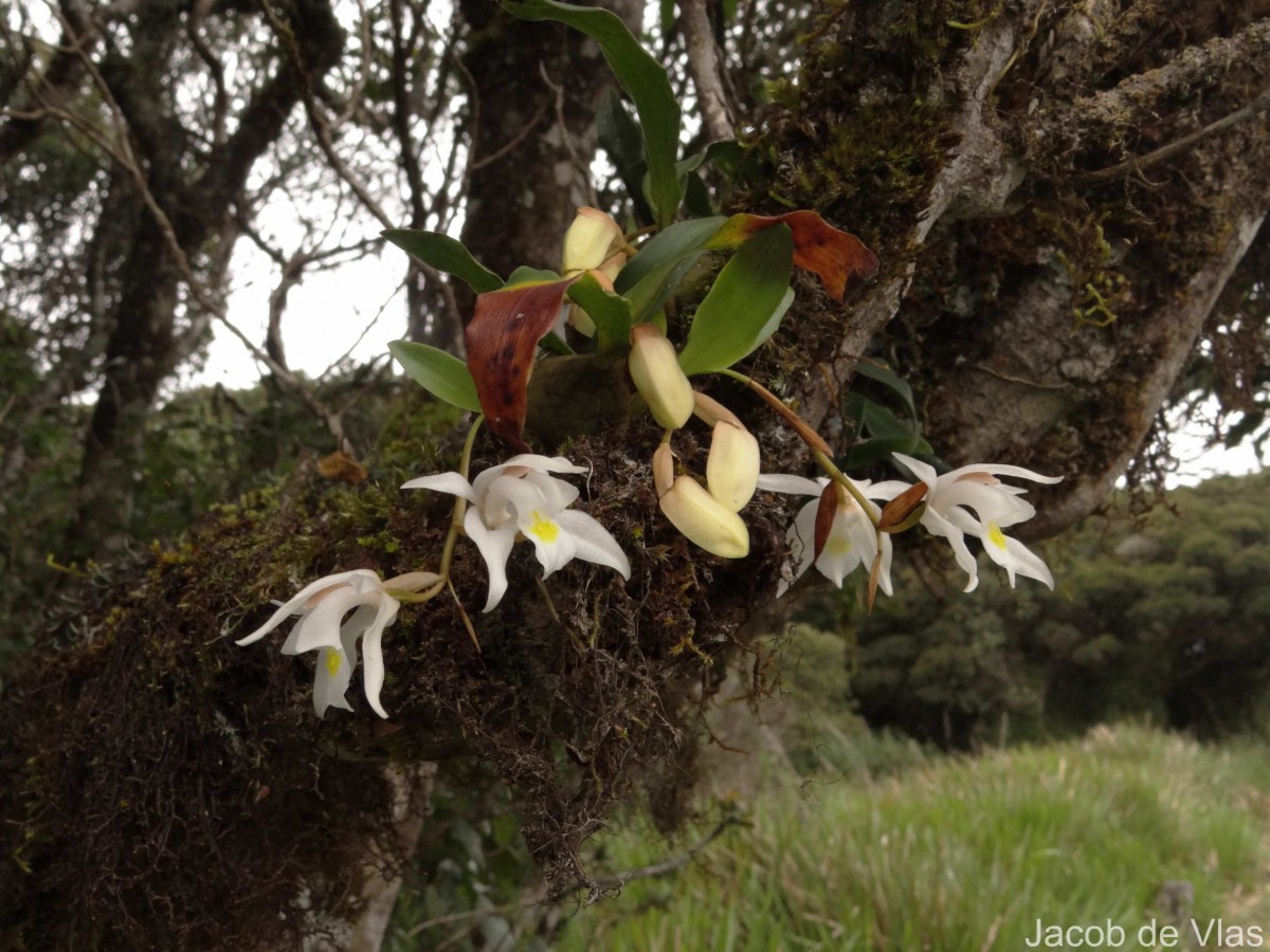Coelogyne odoratissima Lindl.